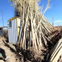 توزیع نهال صنوبرنیگرا در نهالستان غرب|خدمات باغبانی و درختکاری|دیواندره, |دیوار