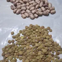 فروش لوبیا و عدس