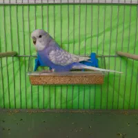 مرغ عشق. عروس هلندی. قناری