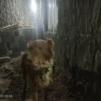 سگ برای نگهبانی|سگ|رفسنجان, |دیوار