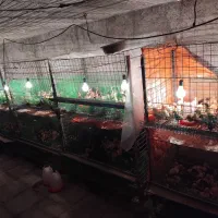 فروش اردک مولد پکنی و جوجه