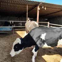 ۲ عدد گوساله نر|حیوانات مزرعه|شاهدشهر, |دیوار