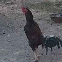 مرغ و خروس لاری