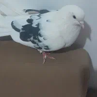 کبوتر پرشی|پرنده|برخوار, |دیوار