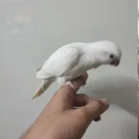 گریینچیک و راهب تازه دانخور