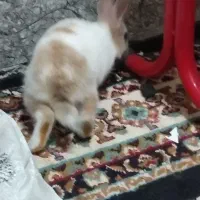 خرگوش|موش و خرگوش|خواف, |دیوار