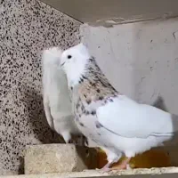 طوقی|پرنده|شاهینشهر, الهیه|دیوار