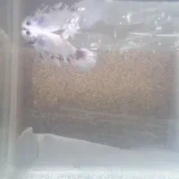 ماهی فایتر|ماهی|مشهد, گاز|دیوار