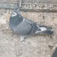 کفتر پرشی جوجه و بالغ ۵تا|پرنده|ری, فیروزآباد|دیوار