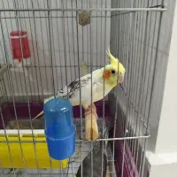 عروس هلندی
