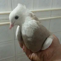 طوقی|پرنده|اصفهان, شفق|دیوار