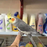 عروس هلندی سینامون