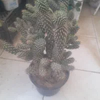 گل طبیعی.کاکتوس.حسن یوسف.قاشقی و.|گل و گیاه طبیعی|گلبهار, شهر جدید گلبهار|دیوار