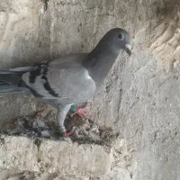 جوجه پلاکی هیچ پرگرفتنی جوجه نر|پرنده|اهواز, فرهنگ شهر|دیوار