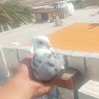 با سلام کبوتر برای فروش دونه۳۰۰