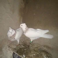 رنگی|پرنده|رامهرمز, |دیوار