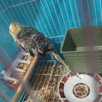 عروس هلندی|پرنده|ماهان, |دیوار