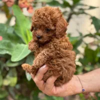 پودل|سگ|تهران, پاسداران|دیوار