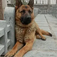 سگ ژرمن