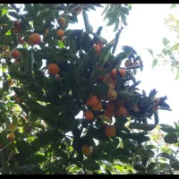 دو درخت خرمالوی دل گاوی وپیوندی بسیارپربار|خوردنی و آشامیدنی|مشکین‌دشت, |دیوار