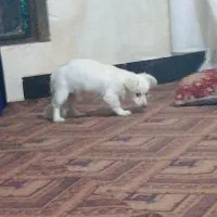 سگ پا کوتاه سفید ناز قیمت ۲ میلیون