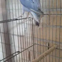 طوطی کوتوله عروس هلندی|پرنده|رفسنجان, |دیوار