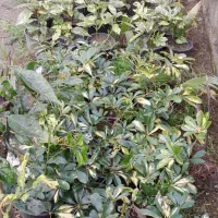 گل شلفرا،آکوبا|گل و گیاه طبیعی|رودسر, |دیوار