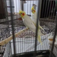 طوطی عروس