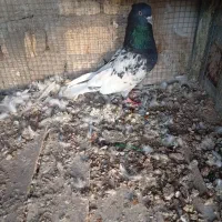 کبوتر کله سیاه