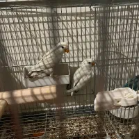 کوتوله مارال