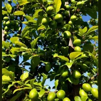 ویزیت تخصصی باغات و گلخانه ها تشخیص وضعیت گیاهان