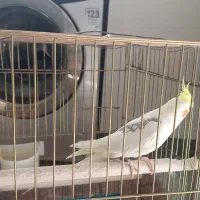 عروس هلندی جوان|پرنده|ری, ظهیرآباد|دیوار