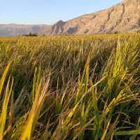 زمین کشاورزی|اجارهٔ دفتر صنعتی، کشاورزی، تجاری|درودزن, |دیوار