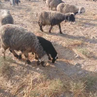 ۱۰ عدد میش با بره