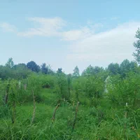 زمین-مسکونی-510متری-کوهپایه-پلاک-جنگل-لاهیجان