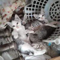 گربه