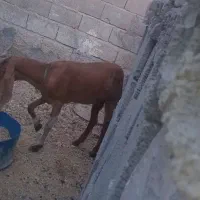 بز درجه یک قیمت پای مامعله ابسن