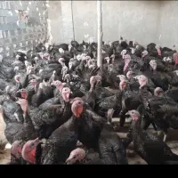 بوقلمون ۷ ماهه