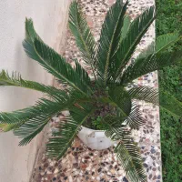 برگ انجیری و سیکاس|گل و گیاه طبیعی|رشت, حافظ آباد|دیوار