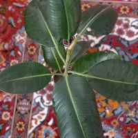 فیکوس