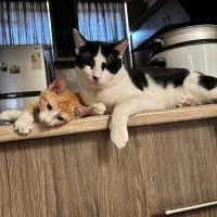 واگذاری رایگان