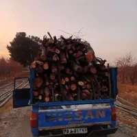 خرید انواع چوب و درخت خشک تر هرس انواع درخت میوه