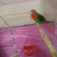 طوطی برزیلی|پرنده|رشت, کوی حسینی|دیوار