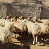 میش داشتی