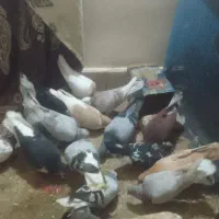 کفتر|پرنده|اسفراین, |دیوار