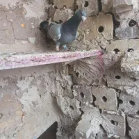 کبوتر نرقلدور|پرنده|تایباد, |دیوار