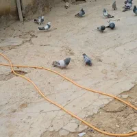 گفتر کوآبی معاوضه