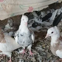 کبوتر طوقی|پرنده|لردگان, |دیوار
