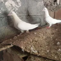 کفتر فروشی