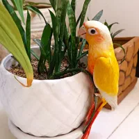 گرینچیک رد چیک ماده با تست معتبرسه ماهه دستی خانگی